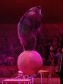 /album/cirkus-orginal-berousek/a069-cirkus-berousek-jpg/